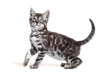 side view of a blue eyed Bengal cat kitten, isolated on white