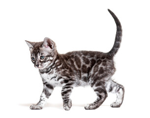 side view of a blue eyed Bengal cat kitten walking, isolated