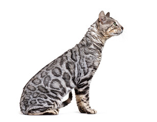 Side view of a Bengal cat looking up, isolated on white