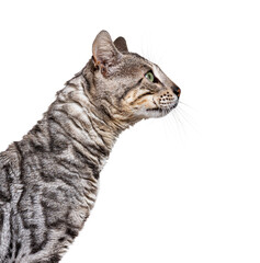 Fototapeta premium Side view head shot of a Bengal cat looking up, isolated