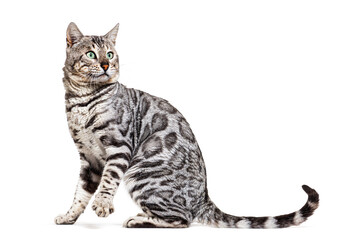 Side view of a Bengal cat, isolated on white