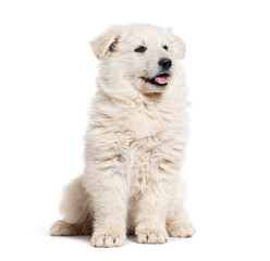 Puppy Berger Blanc Suisse looking up and panting, isolated