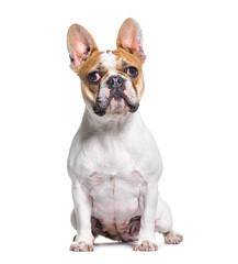 French bulldog sitting and looking up, isolated on white