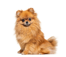 Obraz premium Sitting Spitz, side view and looking at the camera, isolated