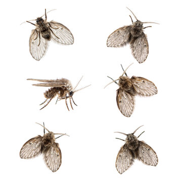 Collection of many different Drain Fly view - Clogmia albipunctata - isolated on white
