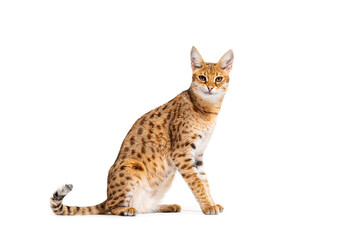Side view of a Savannah F1 cat sitting. Is a hybrid cat cross between a serval and a domestic cat, Isolated on white - obrazy, fototapety, plakaty