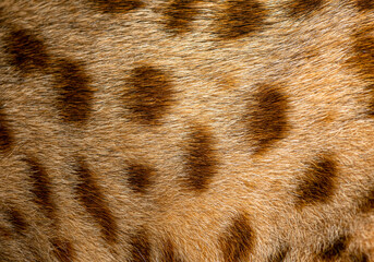 close-up on Savannah F1 cat spotted fur