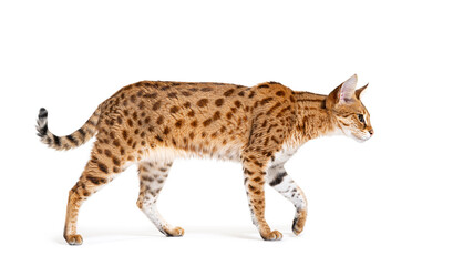Obraz premium profile of a Savannah F1 cat walking, cross between a serval and a domestic cat, Isolated on white