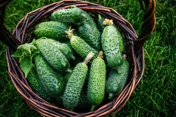 Cucumbers.Fresh harvest organic cucumbers in basket.