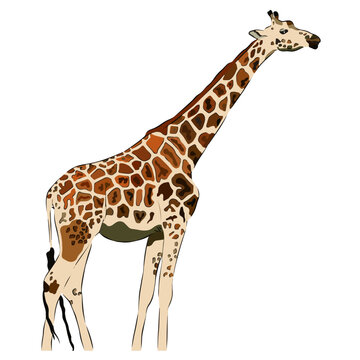 Illustration: Beautiful giraffe image