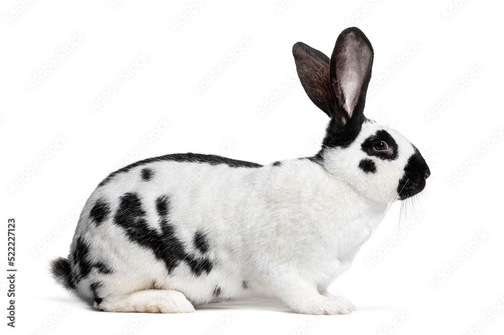 Wall mural side view of a checkered giant rabbit, isolated on white