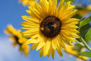 Beautiful sunflowers with bees in the garden, blue sky background