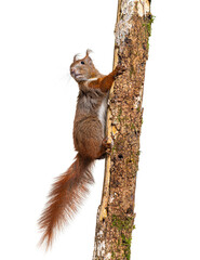 Eurasian red squirrel climbing on tree branch, sciurus vulgaris