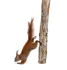 Eurasian red squirrel getting off a tree branch, sciurus vulgaris © Eric Isselée