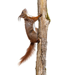 Eurasian red squirrel climbing on a tree branch, sciurus vulgaris