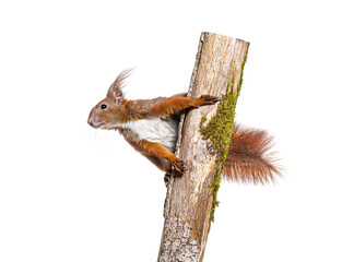 Eurasian red squirrel climbing on a tree branch