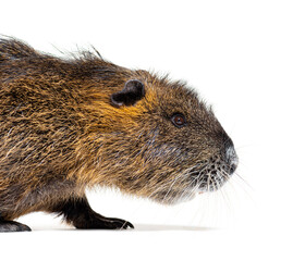 Side view of a Nutria or Coypu, Myocastor coypus, isolated