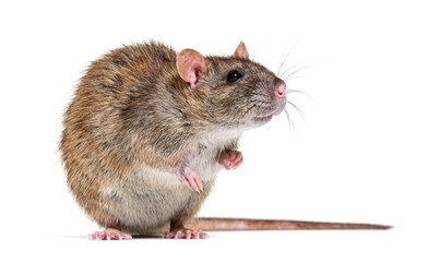 Side view of a brown rat facing at the camera On its hind legs,