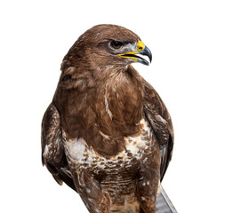 Side view of a common buzzard bird, Buteo buteo; isolated