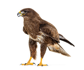 Side view of a common buzzard bird, Buteo buteo; isolated