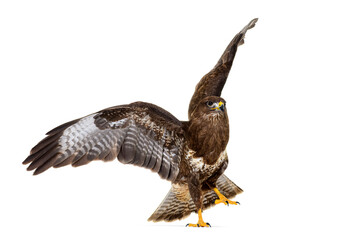 Common buzzard take off wings spread, Buteo buteo; isolated - obrazy, fototapety, plakaty