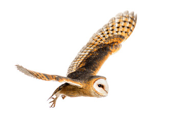 Side view of a Barn Owl, nocturnal bird of prey, flying