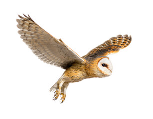 Side view of a Barn Owl, nocturnal bird of prey, flying