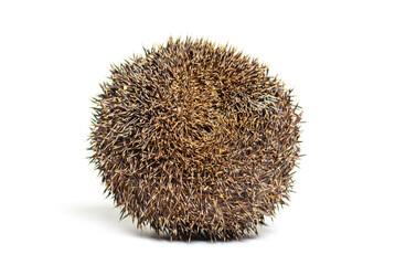 European hedgehog in volvation, rolled up in defence position