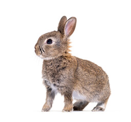 Side view of a Young European rabbit, Oryctolagus cuniculus