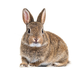 Young European rabbit facing at the camera