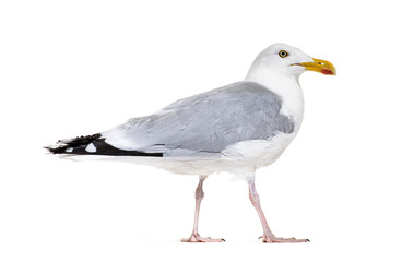 Fototapeta premium Side view of a mature European Herring Gull, Larus argentatus,