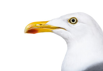 Close-up on European Herring Gull head, Larus argentatus,