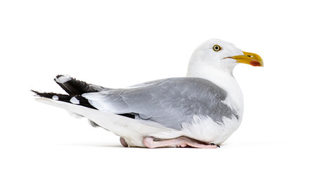 Side view of a mature European Herring Gull, Larus argentatus,
