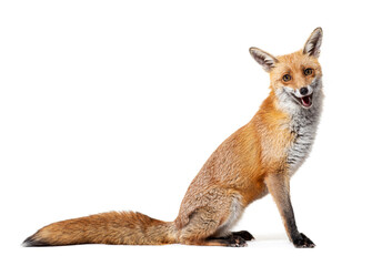 Side view of a Red fox looking at camera, two years old