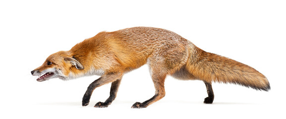 Side view of a Red fox looking down and walking away - obrazy, fototapety, plakaty