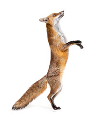 Red fox jumping, two years old, isolated on white