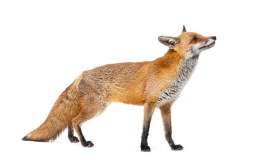 Side view of a Red fox looking up, two years old, isolated