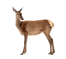 Side view of a doe looking backwards, Female red deer, isolated