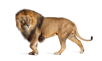 Side view of a Male adult lion walking away and looking backward - obrazy, fototapety, plakaty