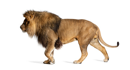 Side view of a Male adult lion walking away, Panthera leo