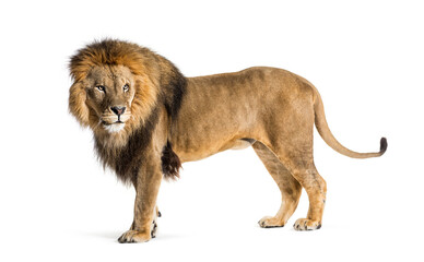 Side view of a Male adult lion looking back, Panthera leo