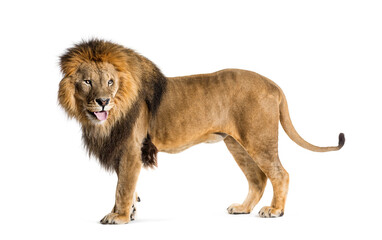 Side view of a Male adult lion looking back sticking the tongue - Powered by Adobe