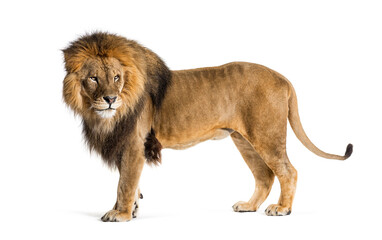 Side view of a Male adult lion looking back, Panthera leo