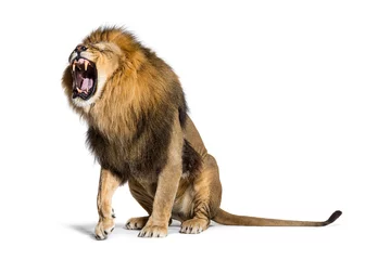 Wandcirkels tuinposter Sitting Lion, roaring and showing his teeth aggressively © Eric Isselée