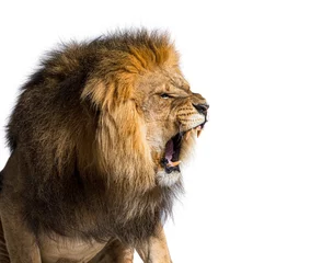 Foto op Canvas Male adult lion roaring and showing his canines aggressively © Eric Isselée