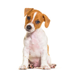 Sitting Jack russel puppy nine weeks old looking at camera, isol