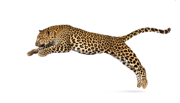 Spotted leopard leaping, panthera pardus, , isolated