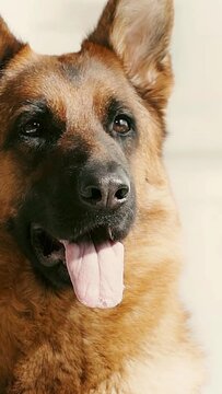 vertical video of cute german shepherd dog showing tongue while breathing at home