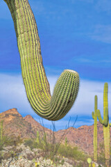 Curved arms of a saguaro cactus at Sabino Canyon State Park in Tucson, Arizona