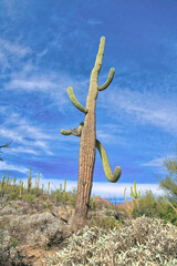 Giant saguaro cactus on a shrubland at Sabino Canyon State Park in Tucson, Arizona